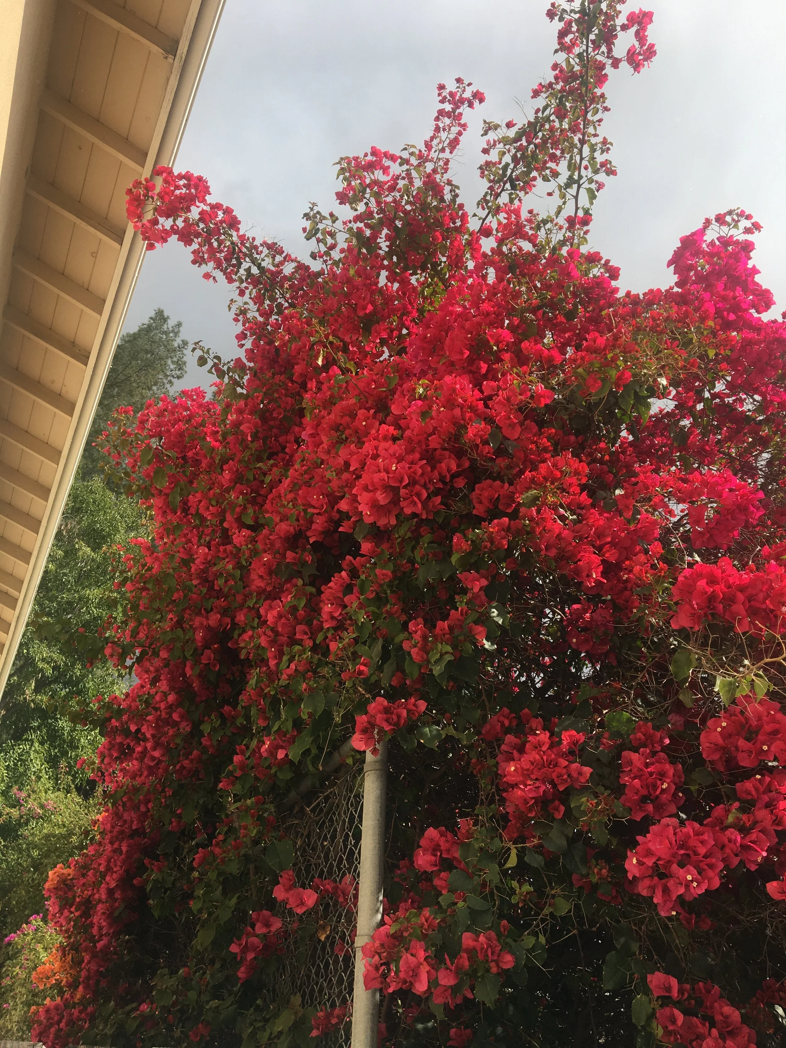 rain bougainvillea.JPG