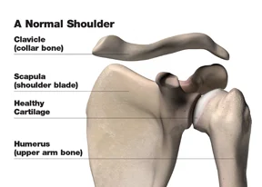 normal_shoulder_w.jpg