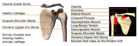 shoulder2.jpg