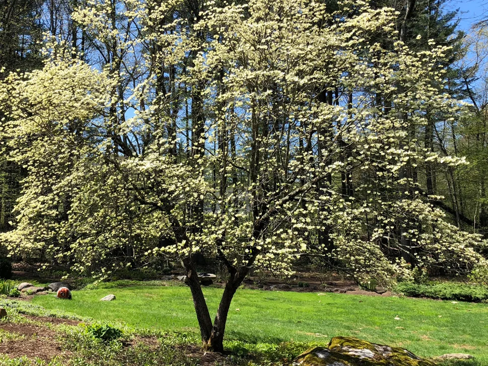 Dogwood-fixed.jpg