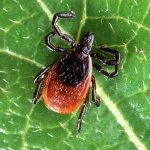 deer-tick.jpg