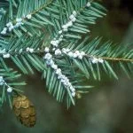 1024px-Adelges_tsugae_3225077.jpg