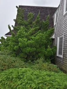 Juniper_Hedge.jpg