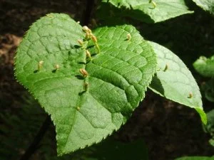 galls.jpg