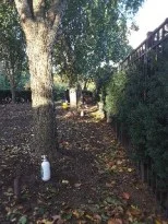 Injecting trees