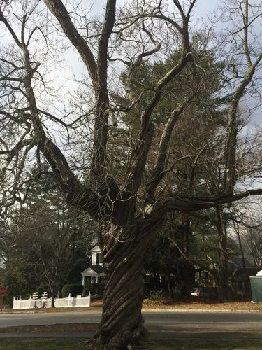 Twisted tree in Lincoln