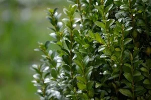 shrubs.jpg