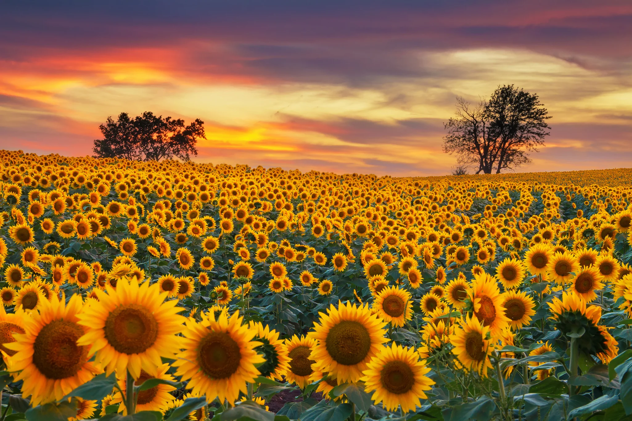 shutterstock_760133494.jpg
