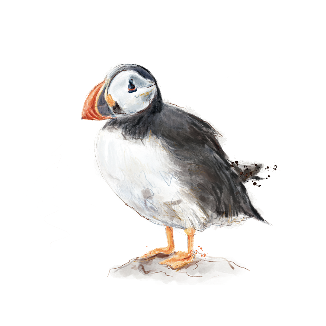 Puffin.png