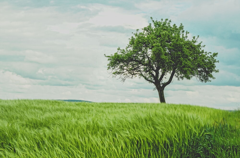 A tree on a hill