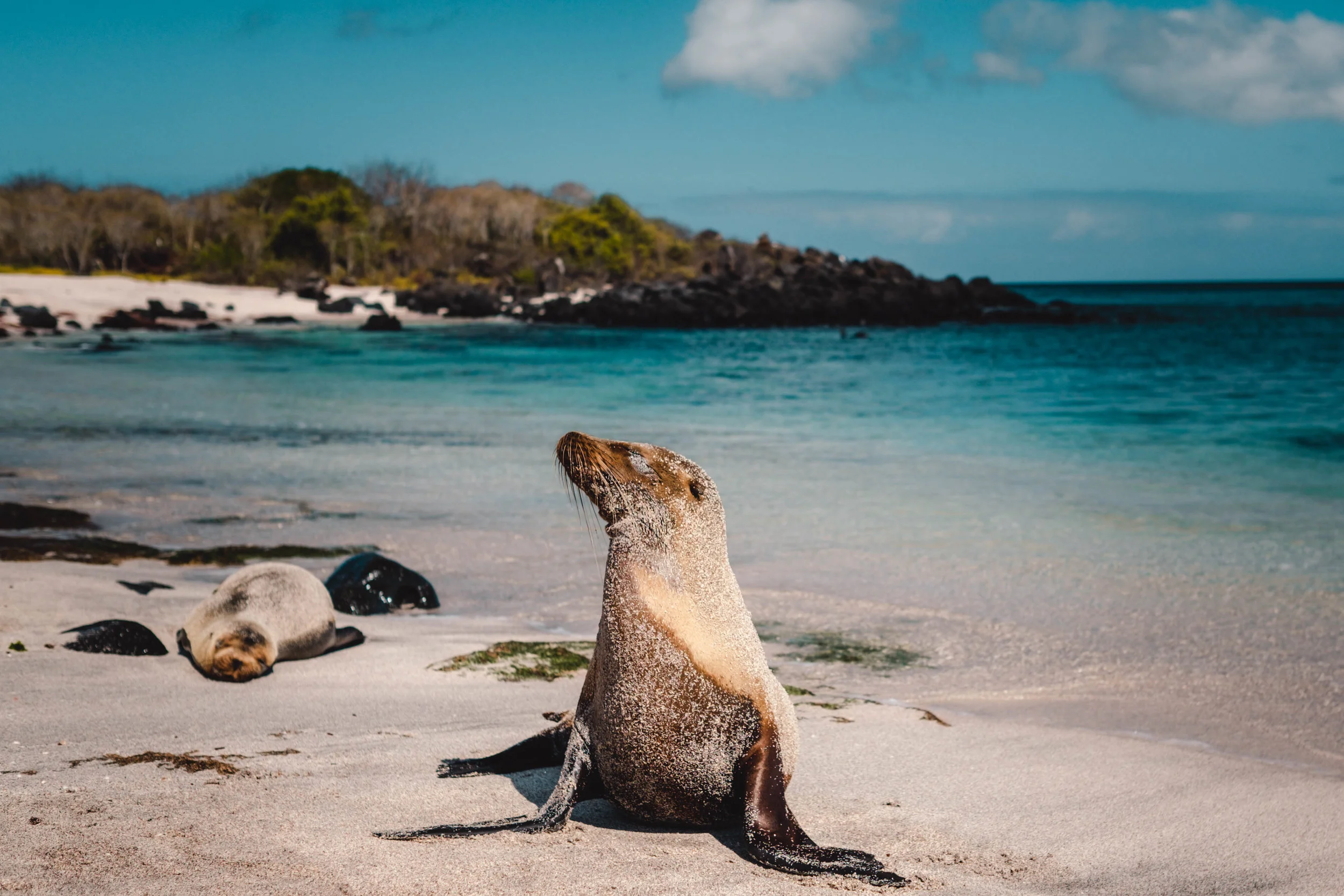 Projects Galápagos - Isla San Cristóbal