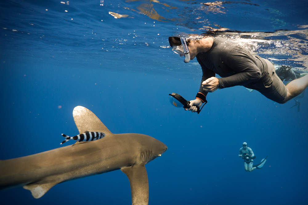 Oceanic White Tip: Mo’orea