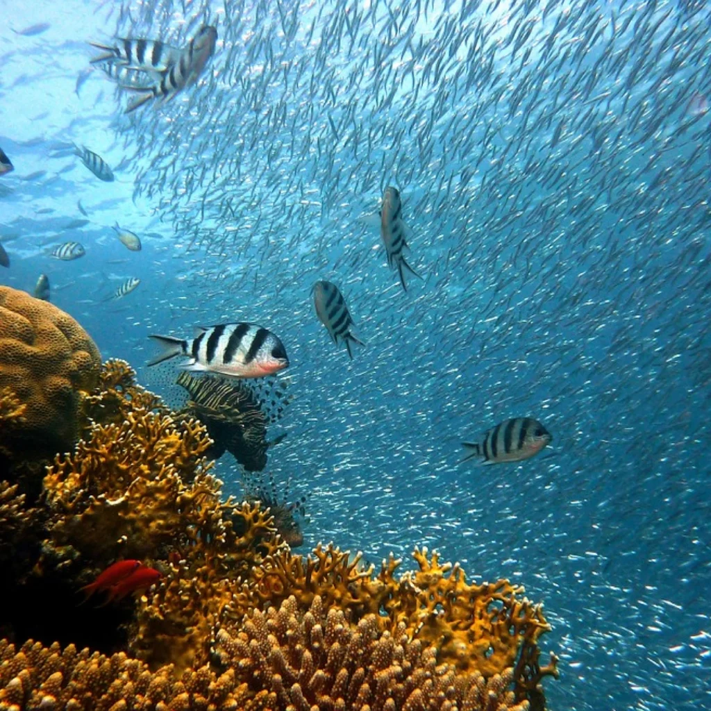 Ocean_Aquarium_Body3.png