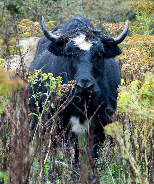 Yaks are massive animals with thick, furry coats. They are ill-tempered, can quickly become aggressive and know very well how to use their sharp, impressive horns.