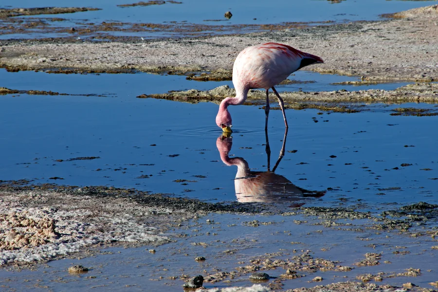 Sunrise is feeding time for flamingos at Chaxa Lake, a salt lake in the Reserva Nacional Los Flamencos that is an oasis of activity.