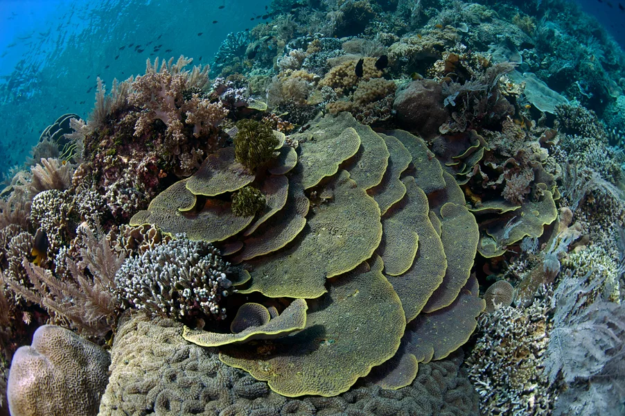 A seascape of many varieties of hard coral decorated by soft corals crowns the top of a reef.