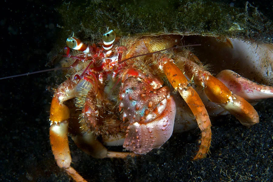 Hermit Crabs take refuge in empty shells – which they regularly outgrow – to protect their soft abdomens. This Anemone Hermit Crab, Dardanus pedunculatus, has spiny front claws, green eyes, and red-and-white striped eye stalks. The last two reduced pairs of legs hold the shell that is its home.