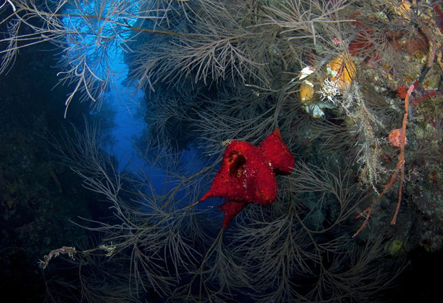 The entrance to this swim-through is decorated with a Strawberry Sponge (Mycale laxissima) as well as a variety of other sponges and soft corals.