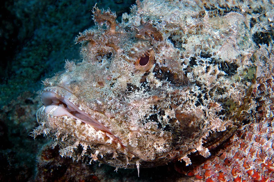 Lying motionless in the sand waiting for its prey, a Spotted Scorpionfish (Scorpaena plumieri) which is an ambush predator, blends into the bottom so well that it is almost invisible.