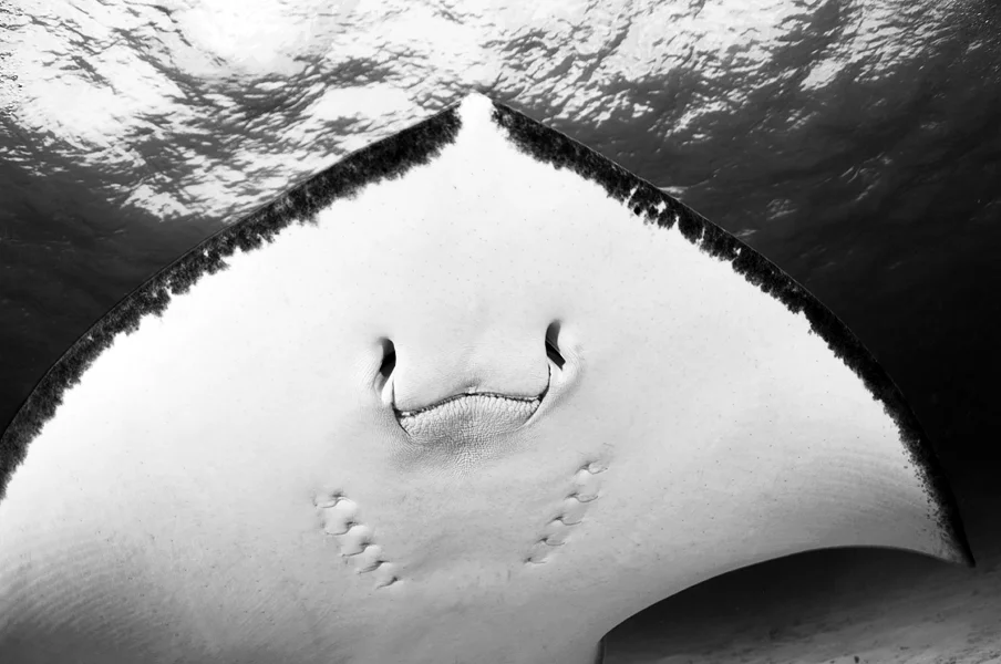 A view of the underbelly of the Southern Sting Ray (Dasyatis americana) shows its underslung mouth, its gills, and its nostrils that aid in locating food.