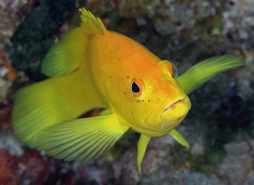 A Coney (Epinephelus fulvus) has three distinct color phases, one of which is this Golden Phase seen here.