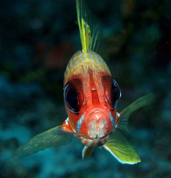 The territorial Longspine Squirrelfish (Holocentrus rufus) has bright coloration, spiny fins, and oversized dark eyes that make night hunting possible.