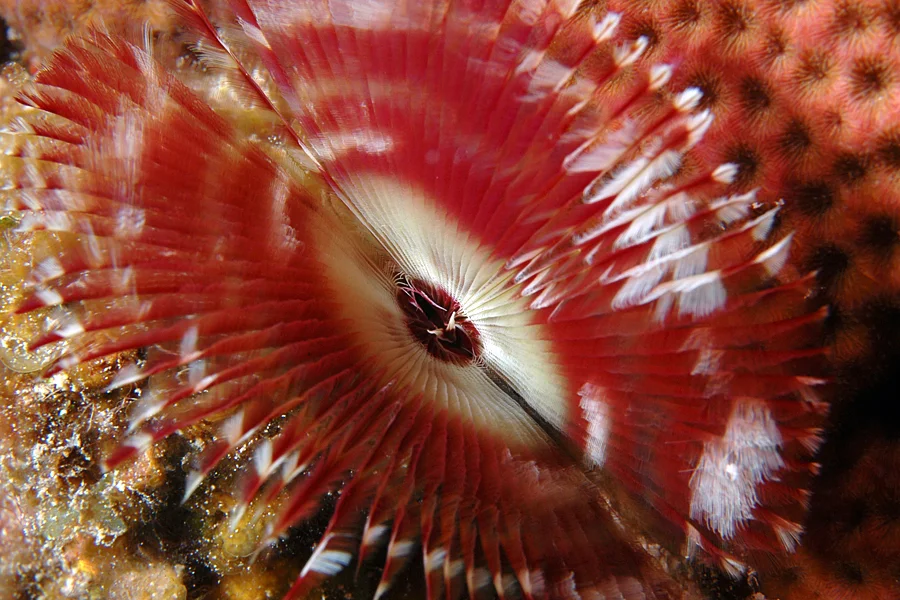 The gills of this Spotted Feather Duster (Banchioma nigromaculata) form a single radiating crown approximately 3" across that will quickly retreat into its tube when water pressure or movement disturbs it.