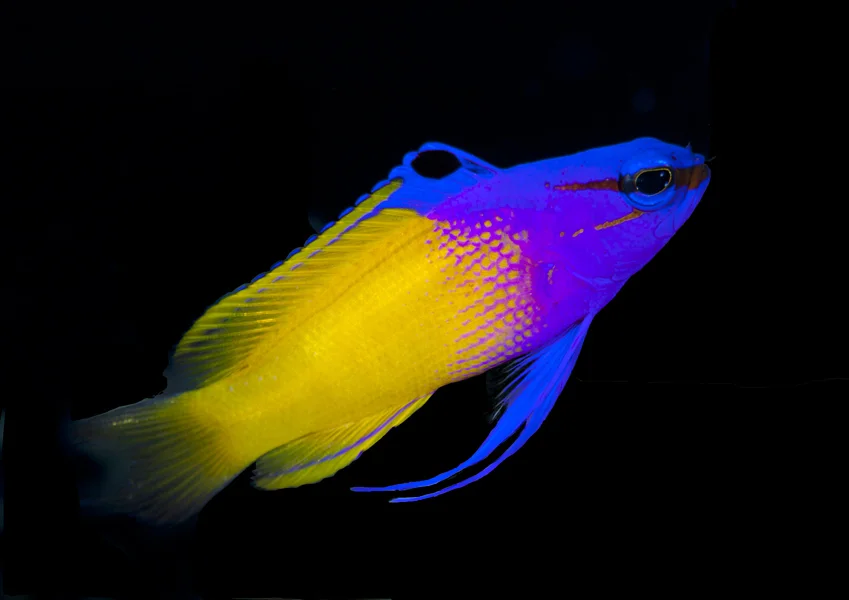 The Fairy Basslet (Gamma loreto) is among the most colorful of all reef fishes. Shy and wary, it is usually found near underhangs and ledges.
