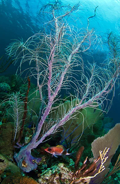 A strikingly colored and patterned Squirrelfish (Holocentrus adscensionis) likes to drift in inconspicuous, shaded areas like this thicket of Lavender Finger Sponges (Haliclona hogarthi).