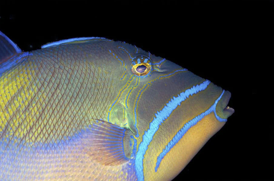 Possessing a complex pattern of compatible colors etched on its body, the Queen Triggerfish (Balistes vetula) loves to feed on long-spined sea urchins, spines and all.