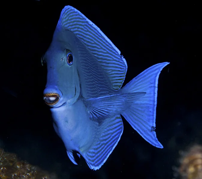 The Blue Tang (Acanthurus coeruleus) normally prefers to keep a distance form divers.