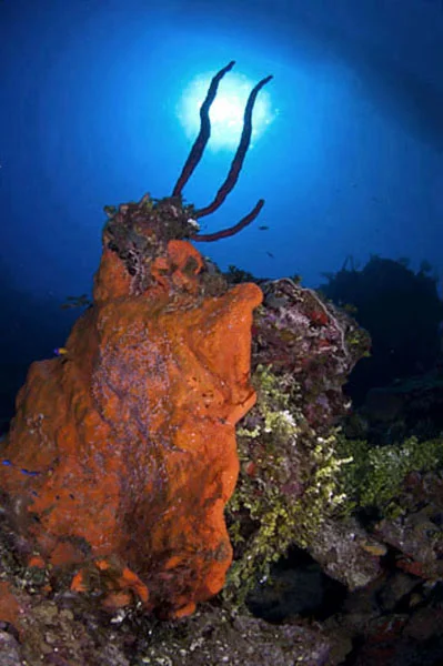 Red Rope Sponges (Haliclona rubens) reach for the sun while sitting atop an Elephant Ear Sponge (Agelas cathrodes).