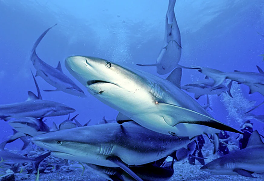 Caribbean Reef Sharks (Carcharhinus perezi) jostle each other during a shark-feeding dive. In a natural setting, there is little to fear from this shark, but caution must be exercised during a shark-feeding dive.