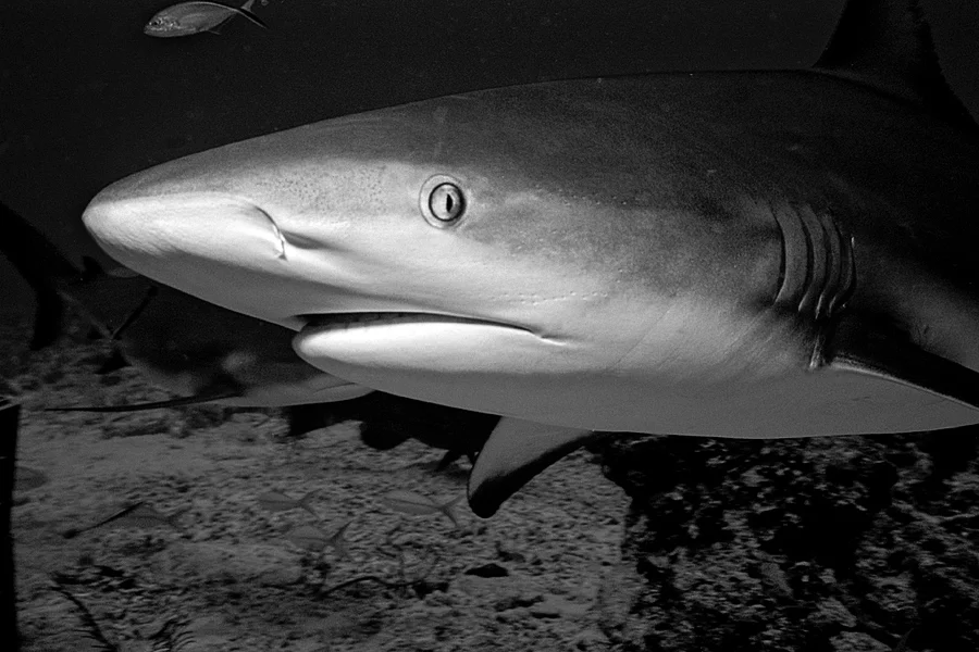 During a shark-feeding dive, a Caribbean Reef Shark (Carcharhinus perezi) comes in close for a portrait shot. Caribbean Reef Sharks swim with an air that exudes both power and strength.