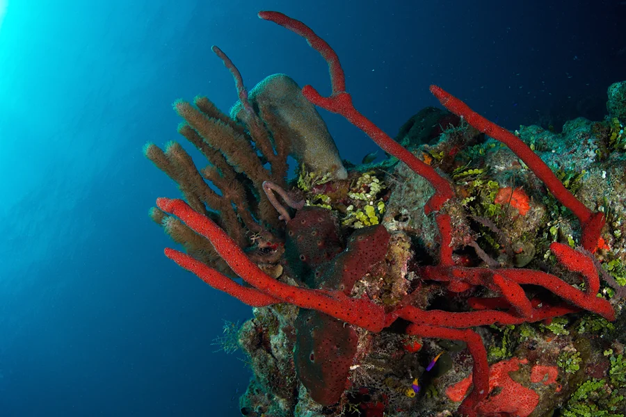 Bright red Erect Rope Sponges (Amphimedon compressa) are part of the seascape when diving at Xcalak.