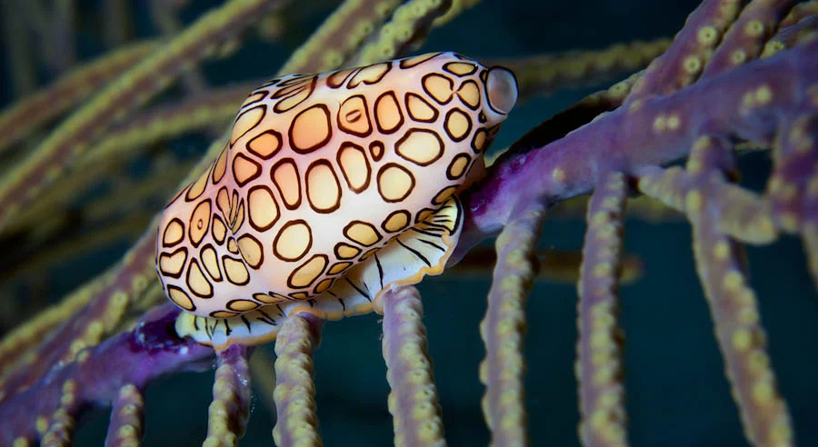 The Flamingo Tongue Snail (Cyphoma gibbosum) has a shell that has no pattern and is beige in color. However, the shell of this snail is covered by its beautiful mantle that is decorated with stunning colors and markings.