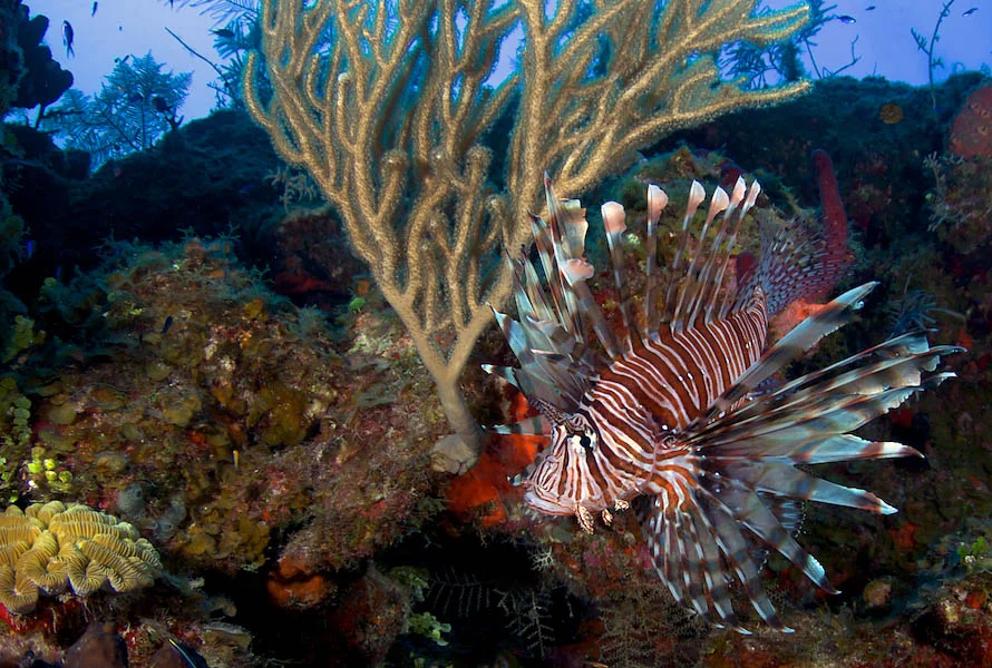 Unfortunately, there were also Common Lionfish (Pterois volitans), an invasive fish that is totally unwelcome, but is now a more-or-less permanent resident in this area. The guides caught the Lionfish to feed them to the crocodiles.