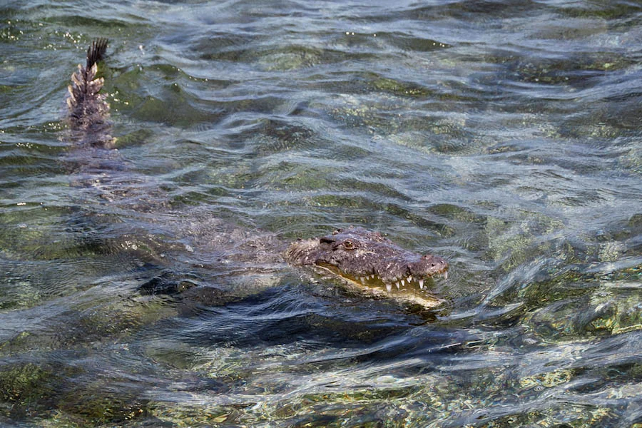 Meanwhile, the fishermen who were hosting me in their shack were readying striped snapper along with the lionfish caught on our trip out to Chinchorro Bank to lure the crocodiles away from the mangroves and close to the shack.