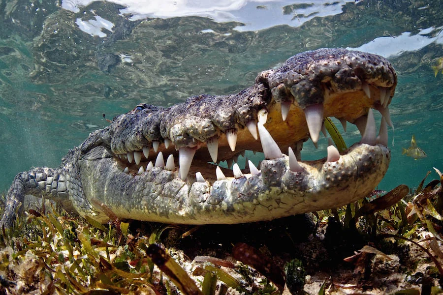 I was told to NEVER, EVER take my eyes off the crocodile, because the crocodile would NEVER, EVER take his eye off me. And that became quite apparent immediately. I was also told to not to check out what I had shot, and to NEVER, EVER turn my back on the crocodile.