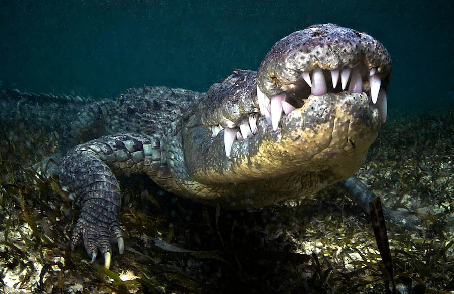 When I saw this crocodile, all I could think of was that my dentist would LOVE this guy. The snout of the American Crocodile is long, narrow and V-shaped which is indicative this species preference for fish as prey.