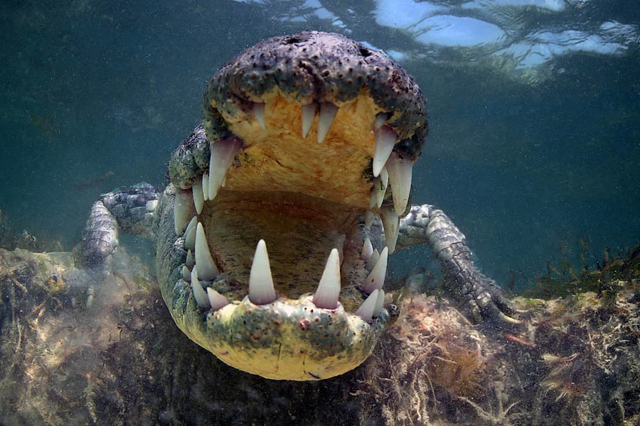 I had been told American Crocodiles are not aggressive, only opportunistic. Oh, really! Fish are their primary prey but they also east small mammals and birds. They have been known to attack humans, but not often. (How often is “not often”?)