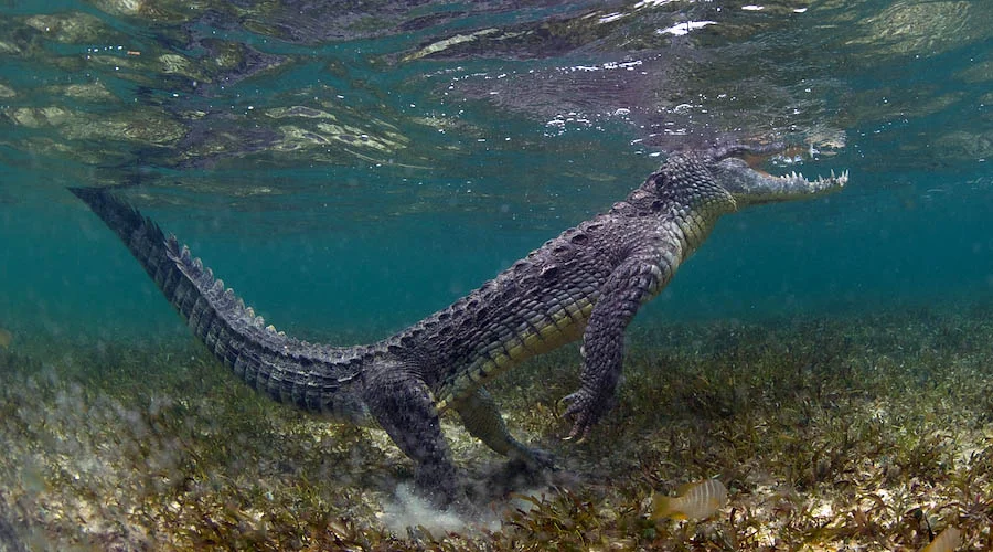 This crocodile came down the ledge towards me. I was happy because I wanted to get some images of it coming towards. He kept coming, and coming, and I kept shooting and backing up, shooting and backing up. It was quite the experience.