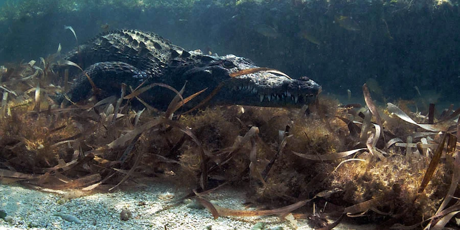 When the American Crocodile is submerged, its heart rate drops to 2 to 3 beats per minute. They usually stay submerged for about 15 minutes before coming up to breathe. If it is trying to hide from a threat, it might stay submerged for 30 minutes or more.