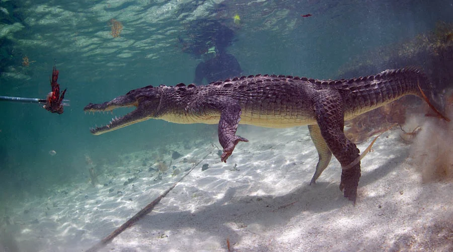 Then it grabbed and crushed its prey with its massive, powerful jaws, pierces and grips the flesh with its razor-sharp teeth, thrashes back and forth with amazing strength, and swallows the flesh whole because it can’t chew. The croc swallows small stones that grind up the food in its stomach.