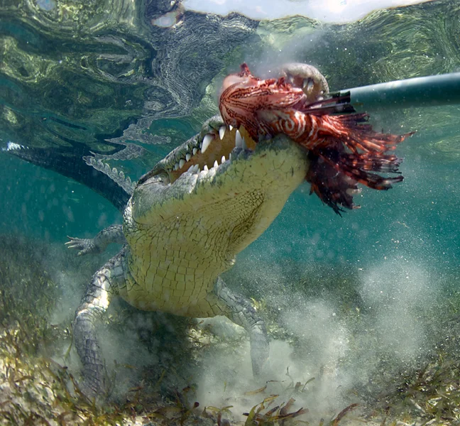 The American Crocodile’s main weapon is its bite. Crocodiles have the greatest bite force ever measured. The bite force of a Great White is only slightly stronger than the crocodile’s bite. The crocodile pierces the flesh of its prey with its teeth and does not let go.