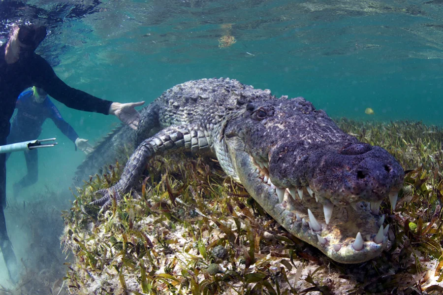 People always want to know about the size of the American Crocodile – and, dare I say it – especially men! Males range in size from 13 feet to 16 feet, but can get as big as 20 feet. When this one flew towards me, I was certain he was 20 feet.