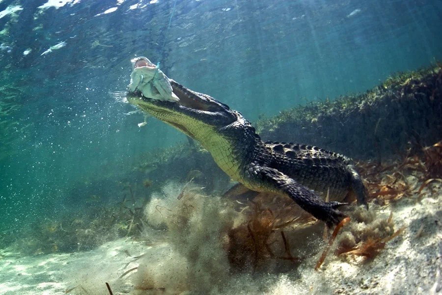 The crew came into the water and began feeding lionfish to the crocodiles. Look how this crocodile is almost standing. It uses its front legs almost like arms. That’s because this crocodile’s dinosaur ancestor was the archosaur, and the archosaur stood ERECT.