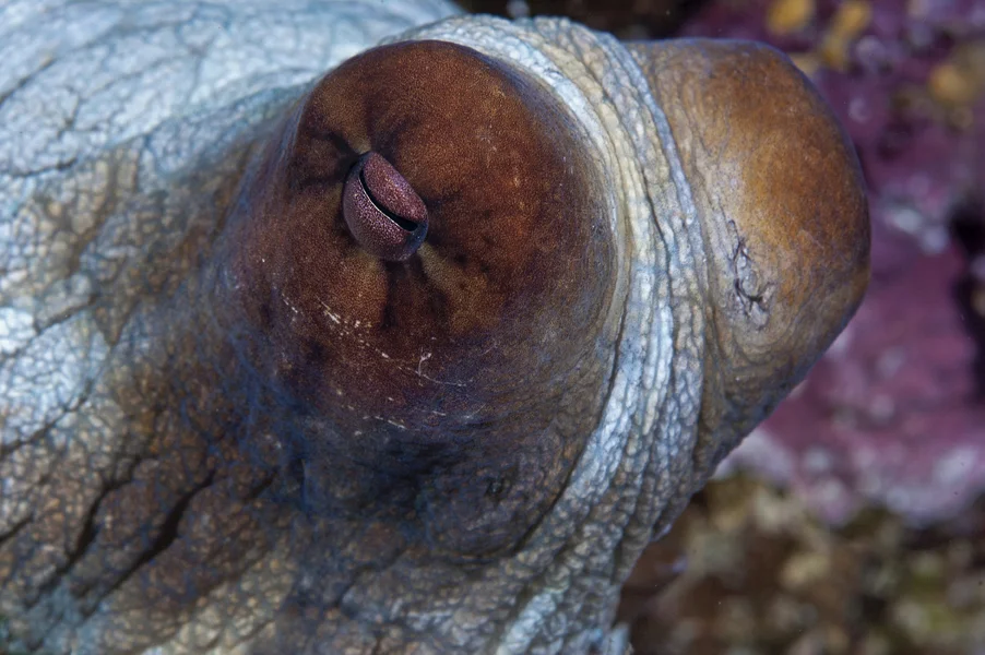 The Octopus (Octopus vulgaris) is a cephalopod meaning its feet are on its head. It has sophisticated eyes and excellent vision.