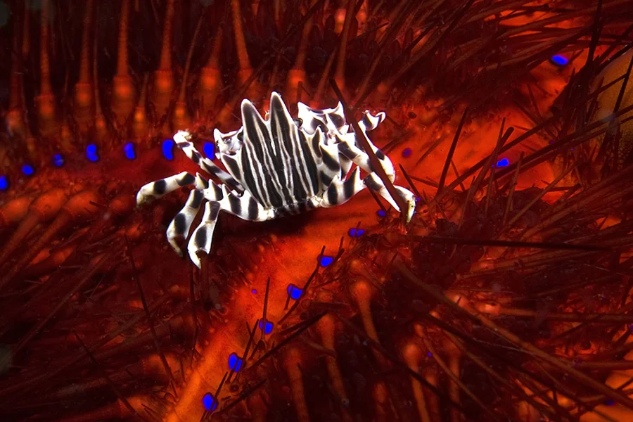 Zebra Crabs (Zebrida adamsii) have legs with spines. The last segment of the leg has a hook used to hold onto the spines of sea urchins as seen here.