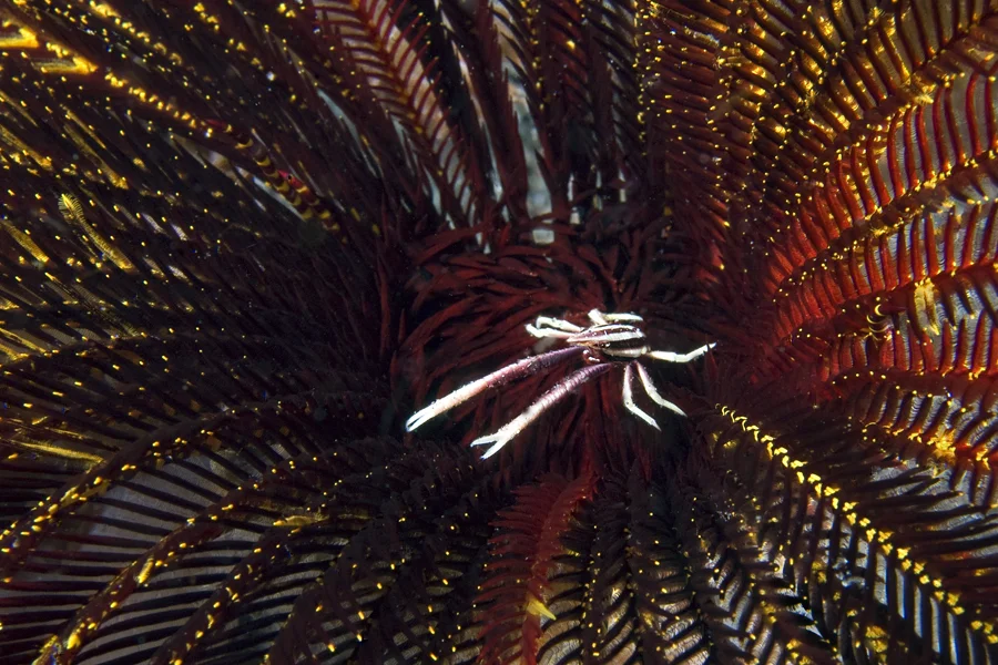 The Elegant Squat Lobster (Allobalathea elegans) has an oval body, sharp rostrum, and abnormally long chelipeds (claw-like appendages) . This one sits in the center of its crinoid host.